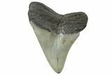 Serrated, Fossil Megalodon Tooth - North Carolina #298897-1